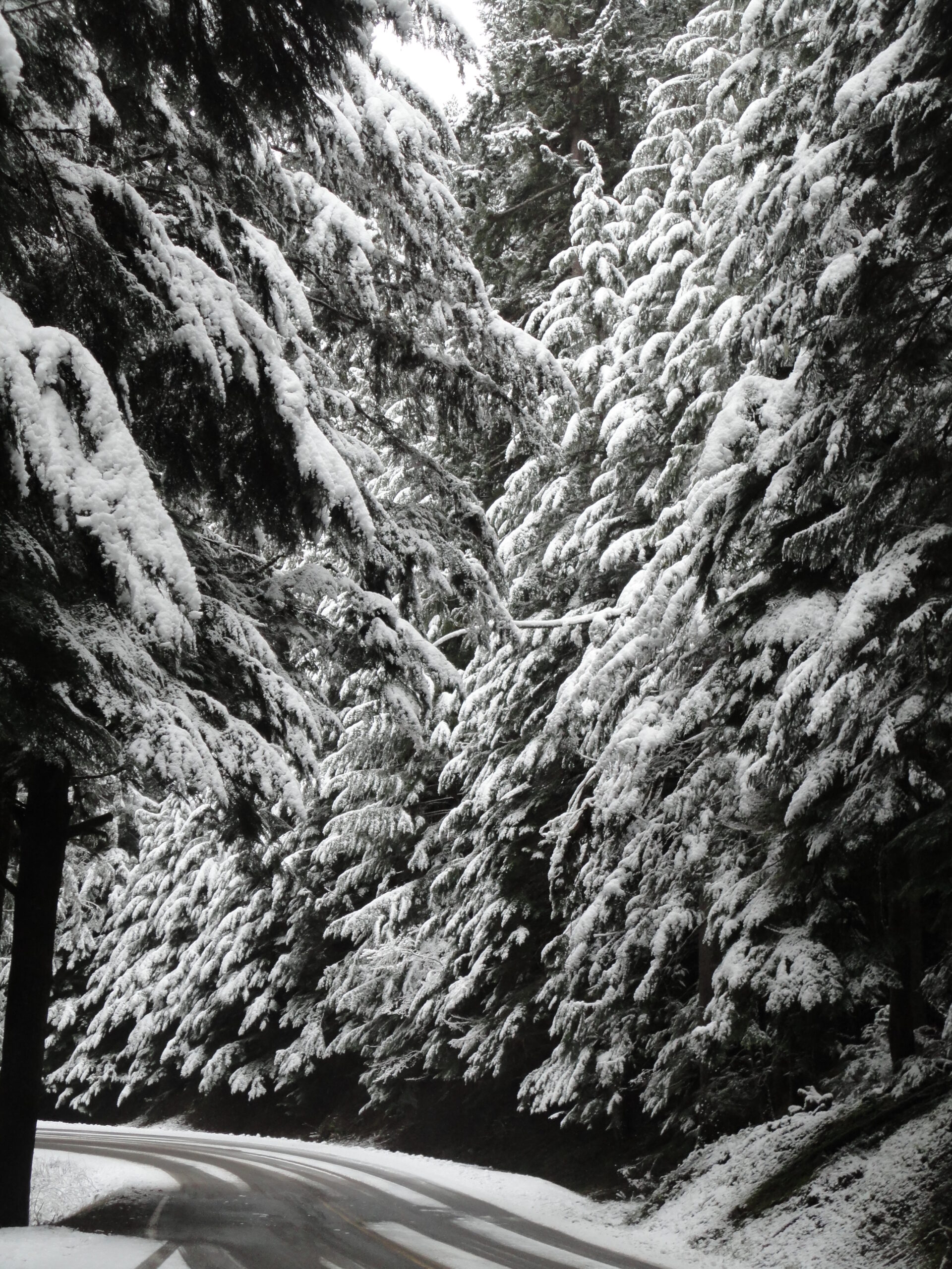 What if everyone in the world planted a tree? Listening Worksheet