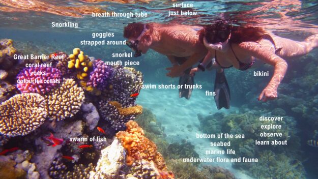 Snorkling At Coral Reef Snorkling At Coral Reef